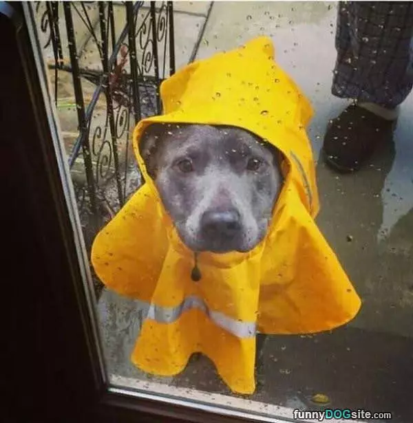 Raincoat Dog