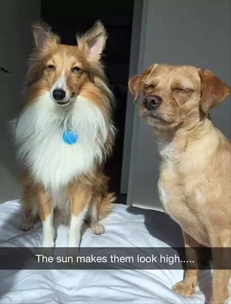 The Sun Makes Them Look High