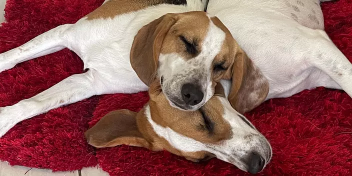 Beagle dogs sleeping