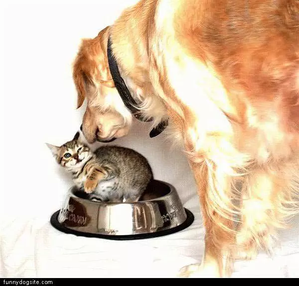Yellow Dog Looks To Eat Cat For Dinner