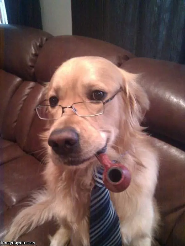 Sophisticated Dog