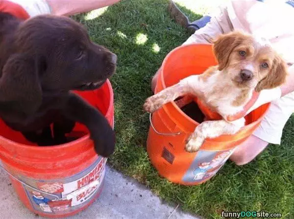 Bucket Pups