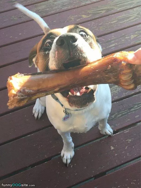 Can I Has This Bone