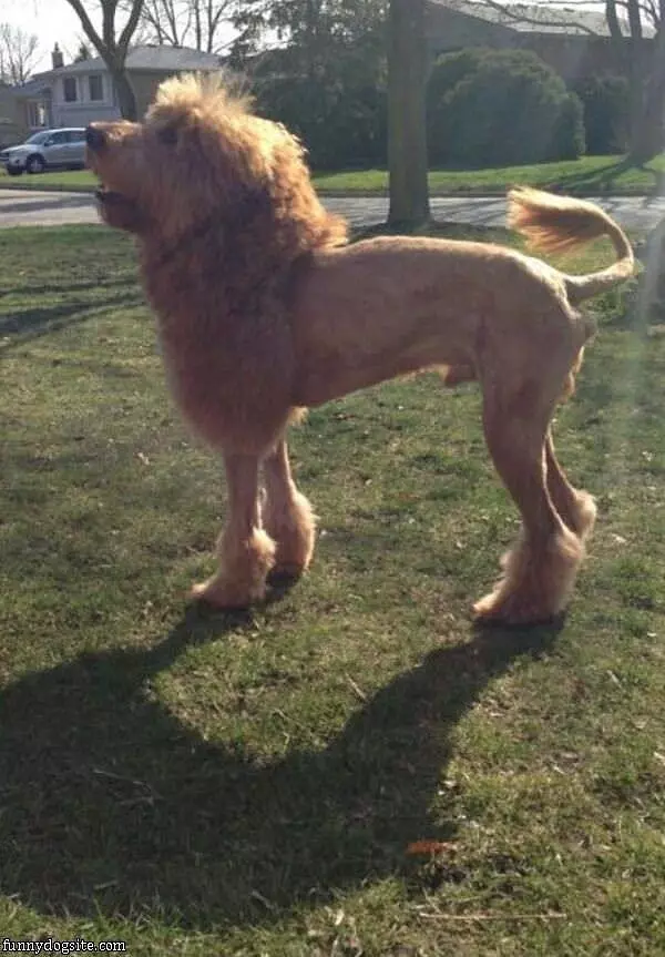 Another Lion Dog