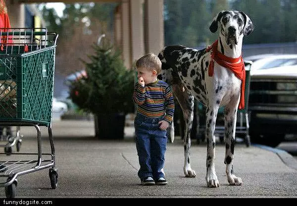 Tall Spotted Dog
