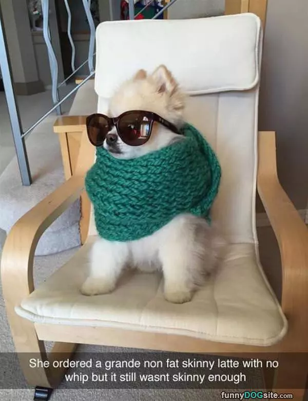 Hipster-dog