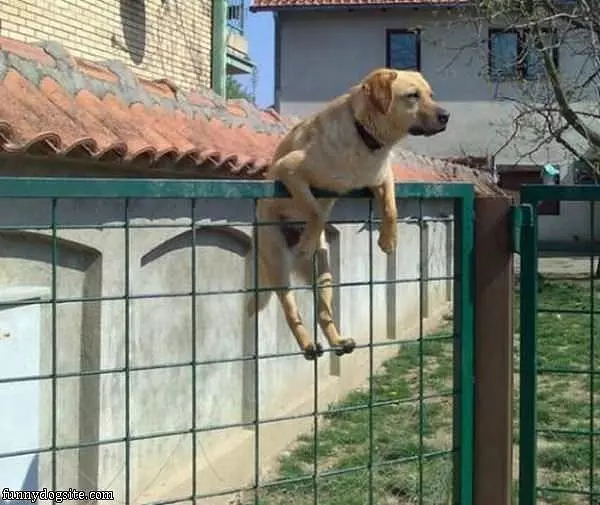 Dog Relaxing On The Fence
