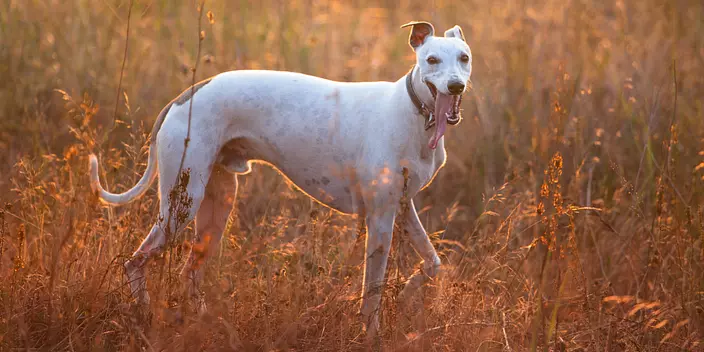 White Whippet Dog stay in t...