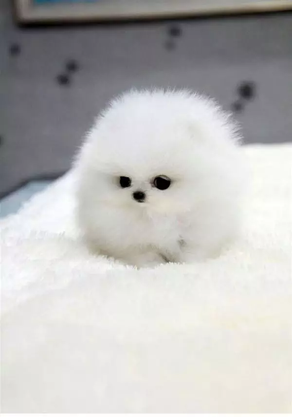 My Name Is Fluffy