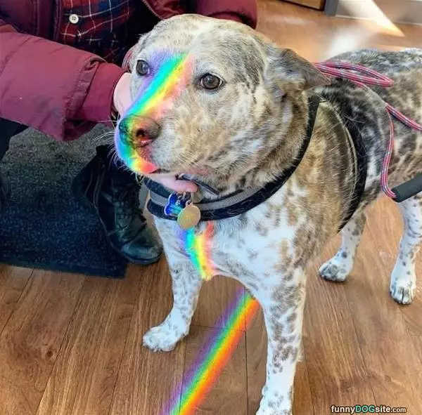I Am A Rainbow Now