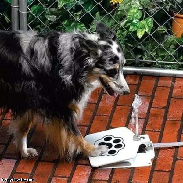 Doggy Water