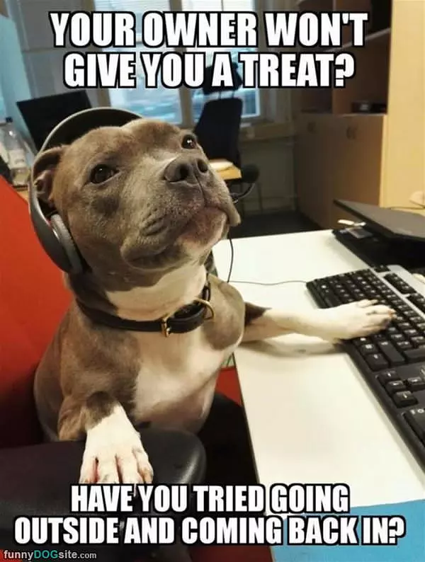Doggo Tech Support