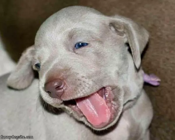 Puppy Yawn