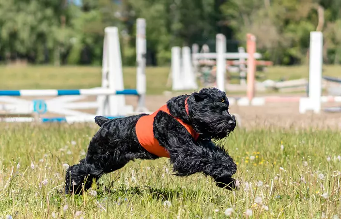 Black Russian Terrier running