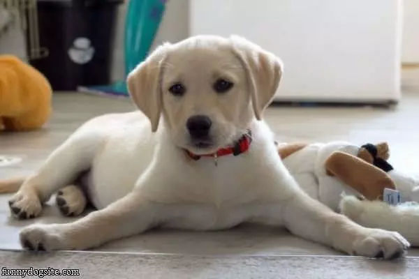 Just Looking Cute Puppy
