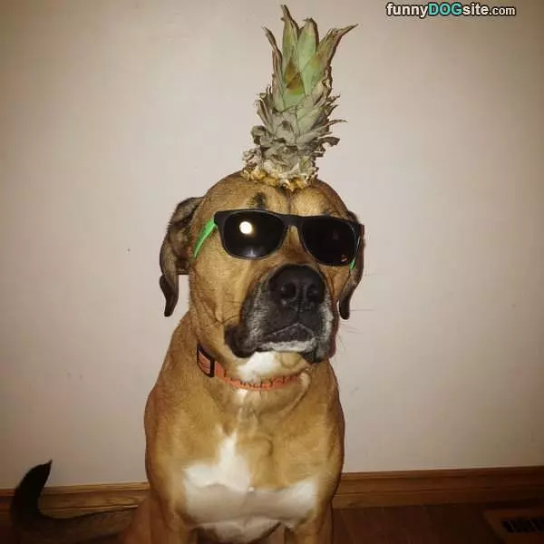 Pineapple Dog