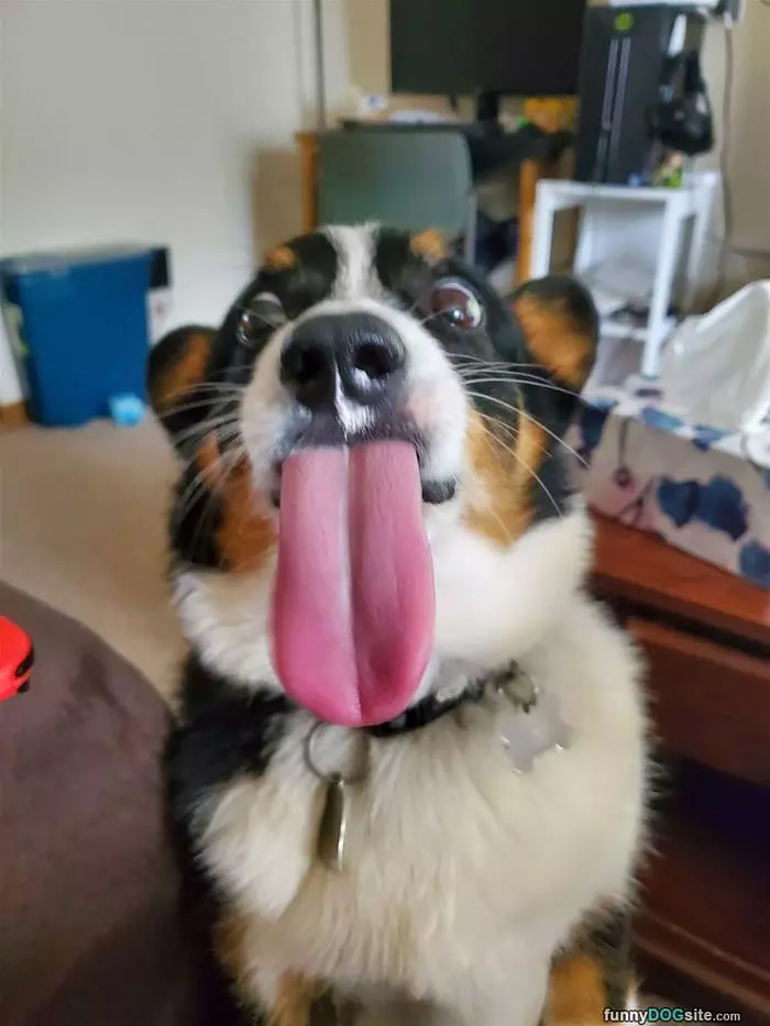 That Long Tongue
