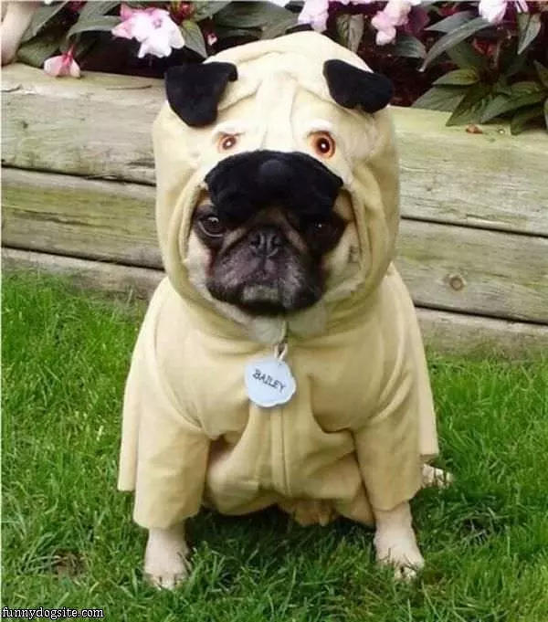 Pug Pug Costume