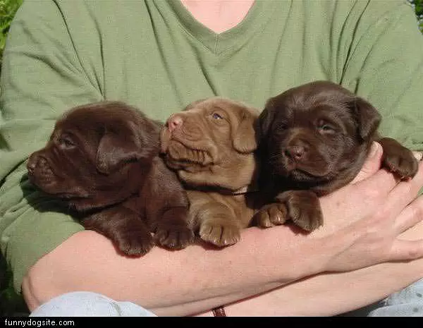 3 Cute Puppies