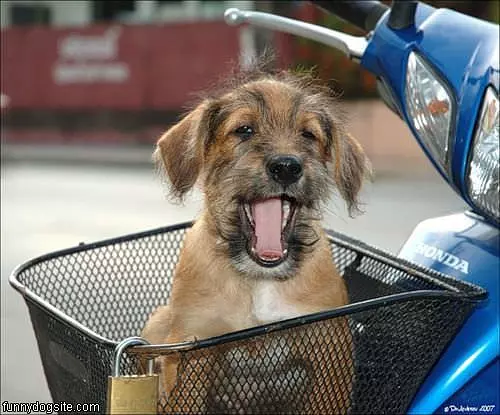 Happy Cart