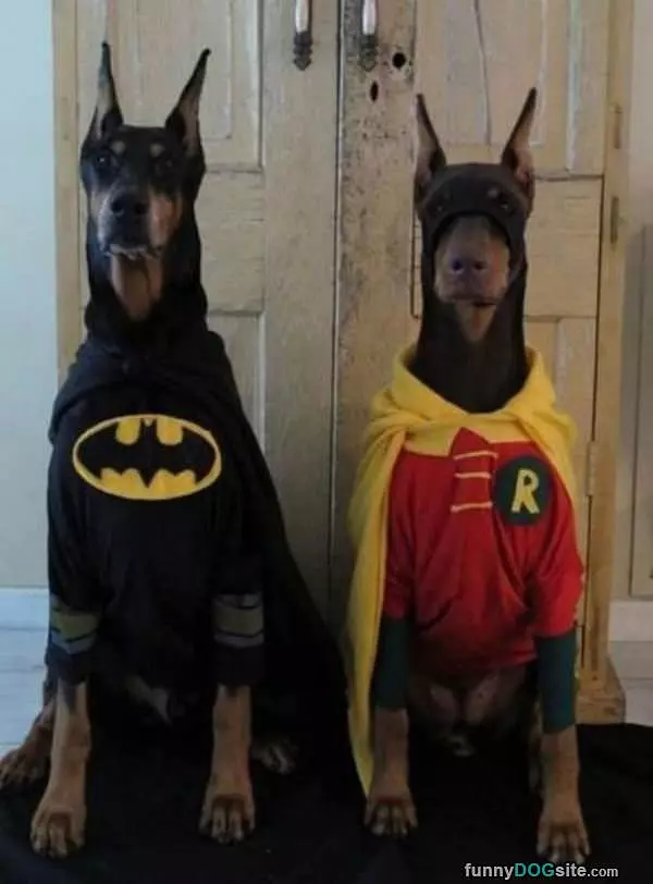 Crime Fighting Dogs
