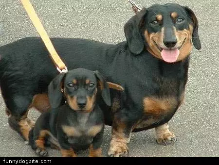 Two Black Weiner Dogs