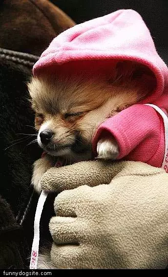 Tiny Dog In Pink Hoody