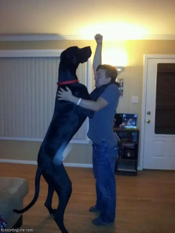 Tall Dog Is Tall