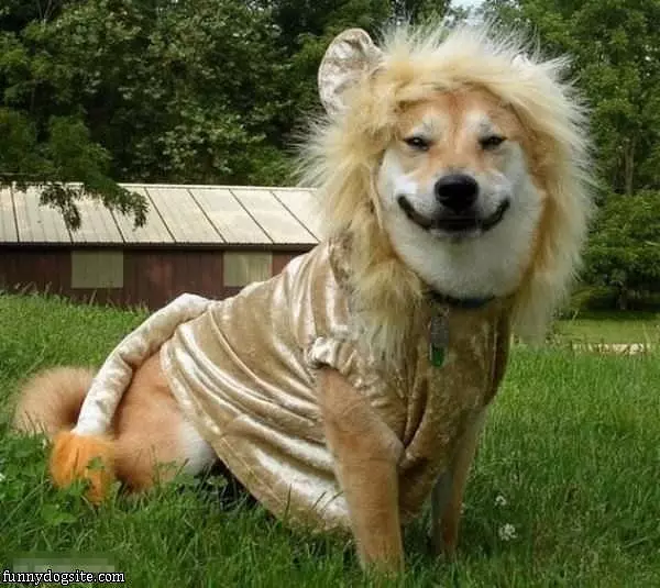 Lion Dog