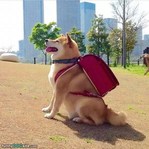 Nice Backpack