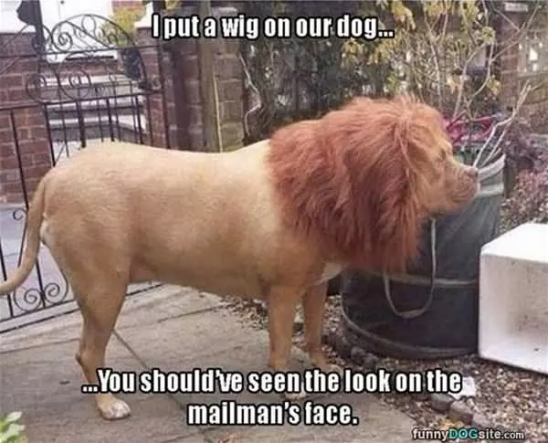 Should Have Seen The Mailman