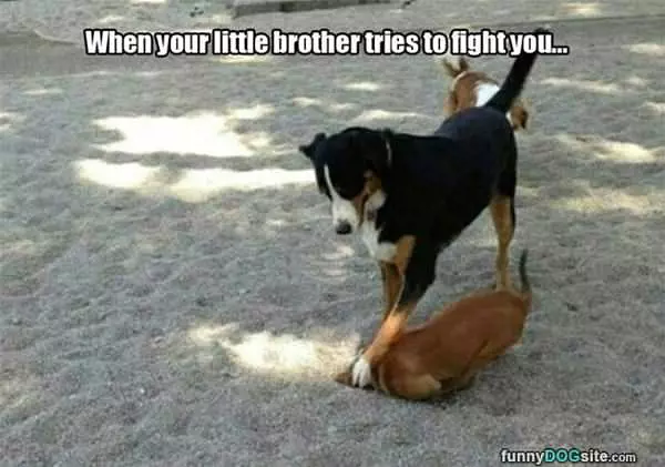 When Your Little Brother Tries To Fight You