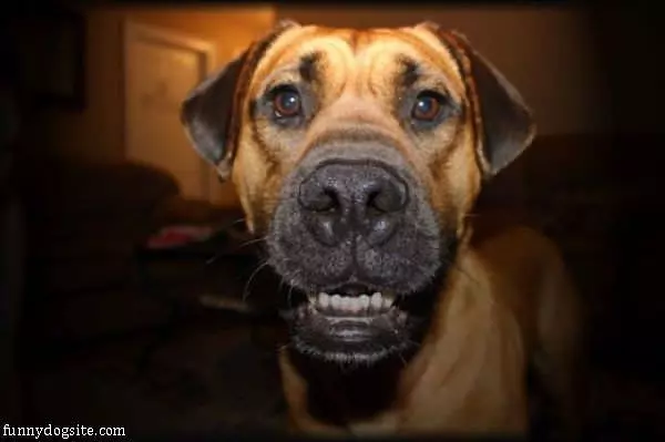 Closeup Dog Smile