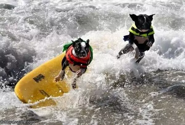 Surfer Dogs