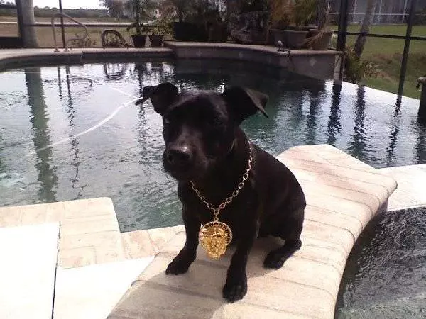 Gold Chain Dog