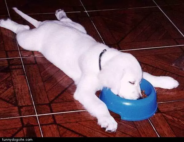 Dog Passed Out In Bowl