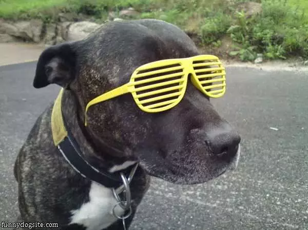 Dog Has Cool Glasses
