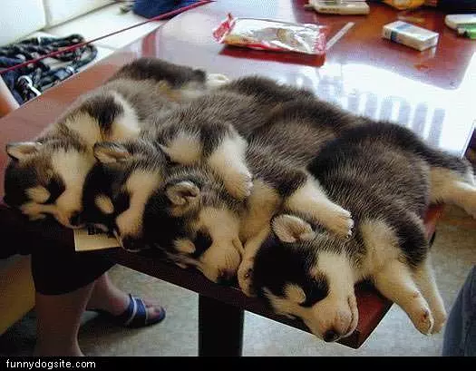 Pups Sleeping On Small Table