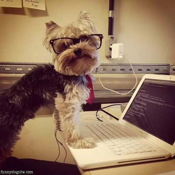 Hipster Computer Dog