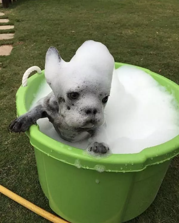 I Am A Soapy Dog