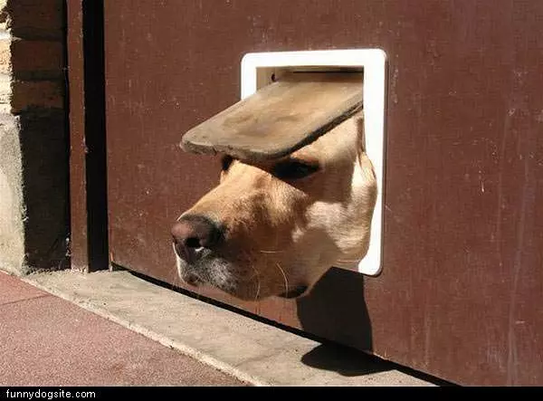 Dog Head In Dog Door
