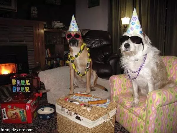New Years Dogs