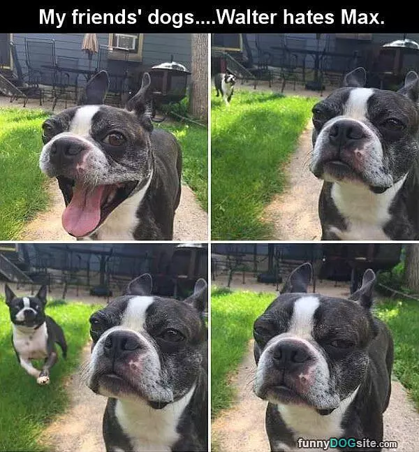 Walter Hates Max