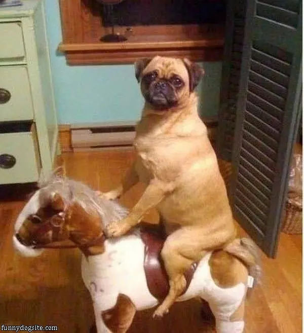Pug Riding A Horse