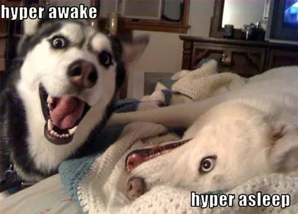 Hyper Dogs