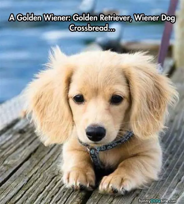The Golden Wiener
