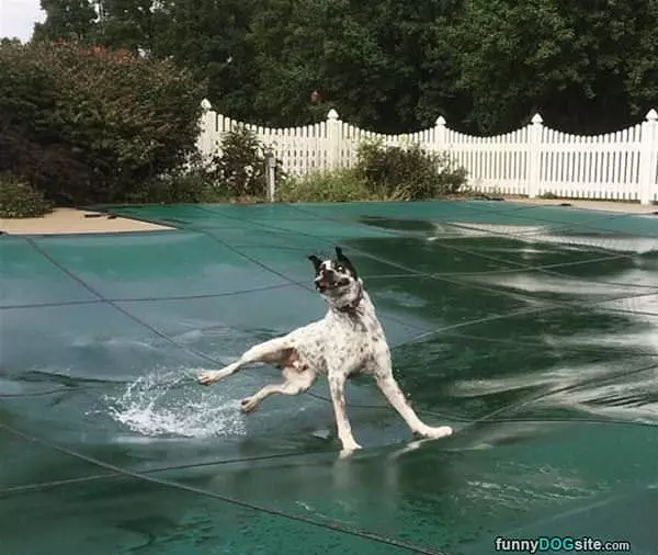 Running On The Pool