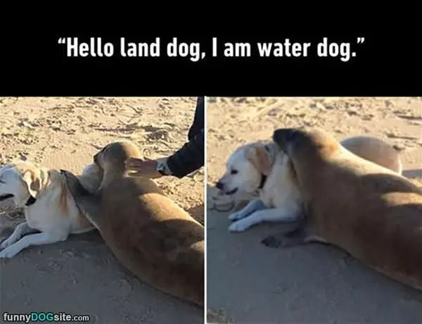 Hello Land Dog