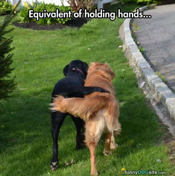 Dogs Holding Hands