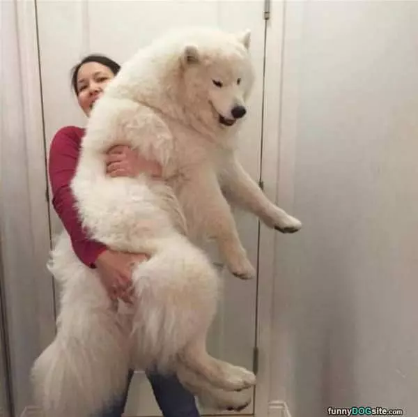 One Giant Lap Dog